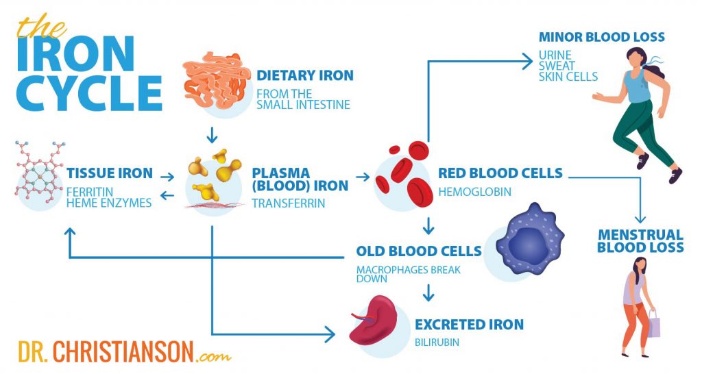 Iron-and-Thyroid-1-1024x546