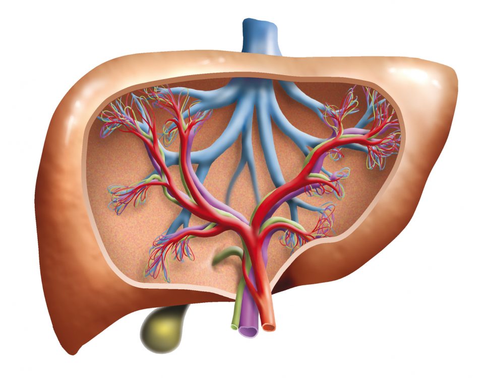 Model of the inside of a human liver